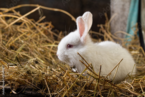 Pretty white rabbit on a dry grass (straw)