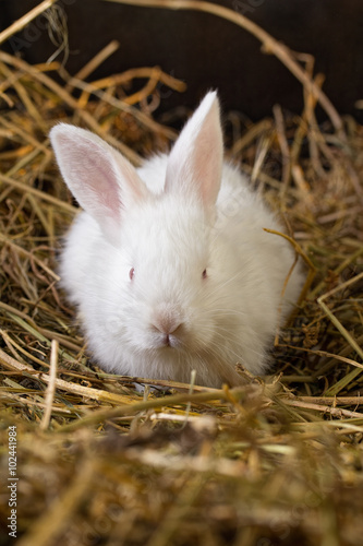 Pretty white rabbit on a dry grass (straw)
