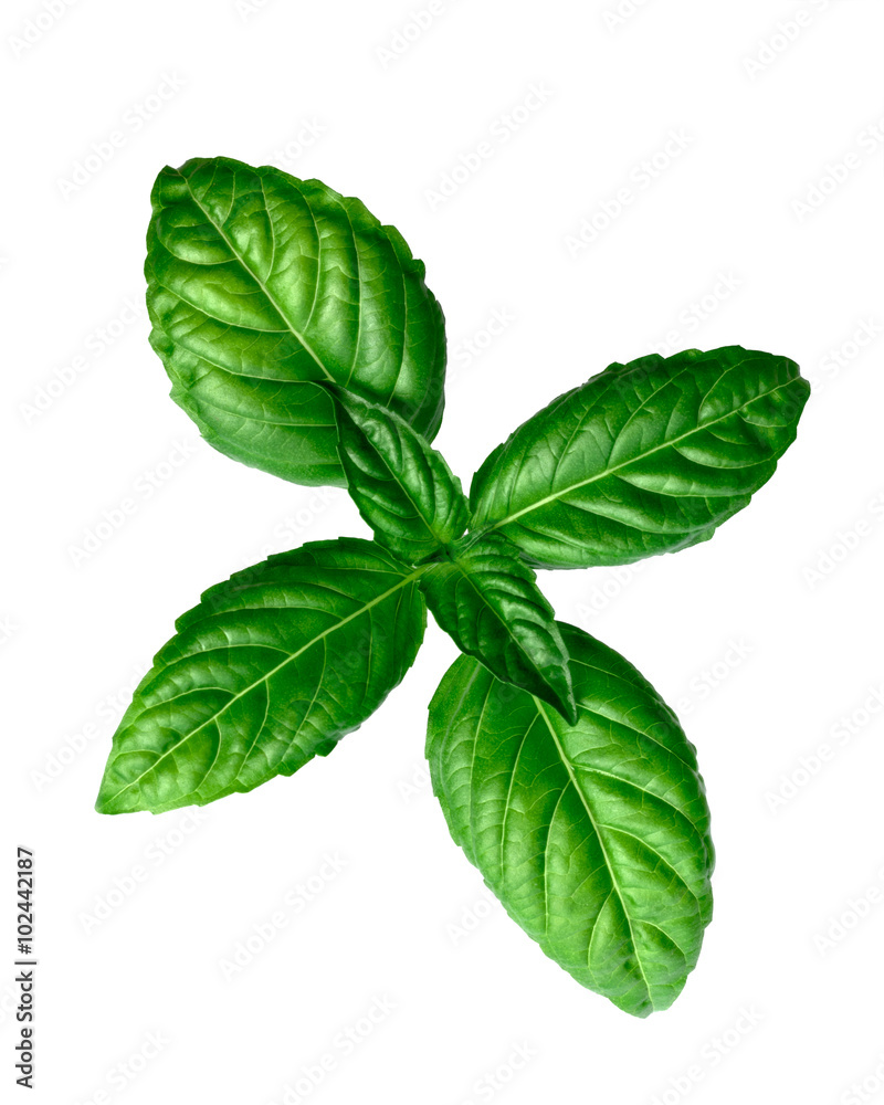 Basil isolated on white Basil isolated on white
