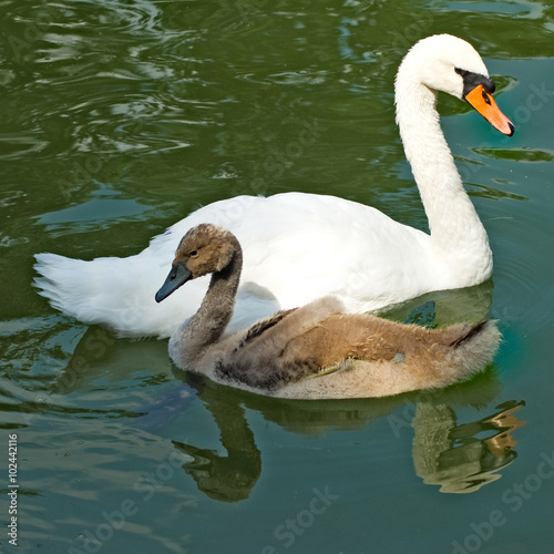 image of two swans in a pond close up