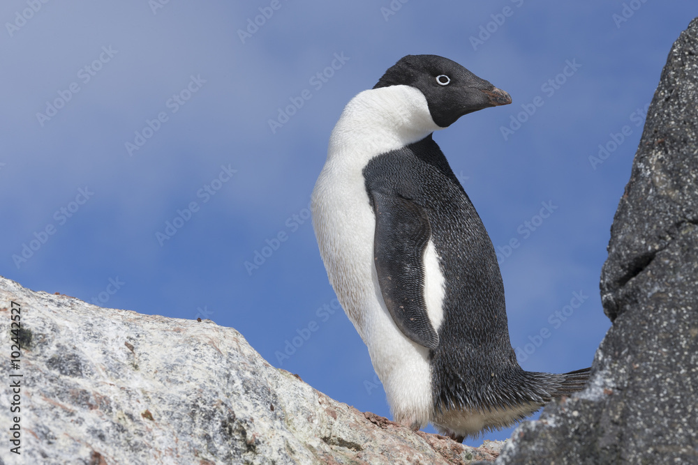 Fototapeta premium Adélie penguin, Antarctica.
