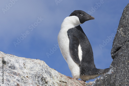 Ad  lie penguin  Antarctica.