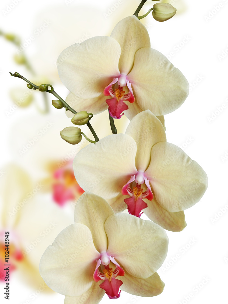 Fototapeta premium Yellow orchid. Isolated 