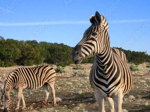 Two zebras in natural habitat at dusk - landscape color photo