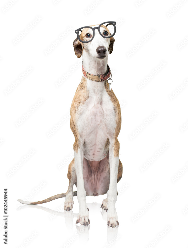 greyhound wearing glasses
