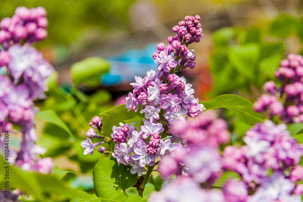 lilac lilac