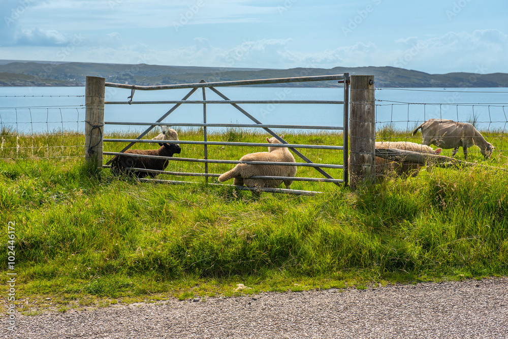 Fototapeta premium sheep ivestock