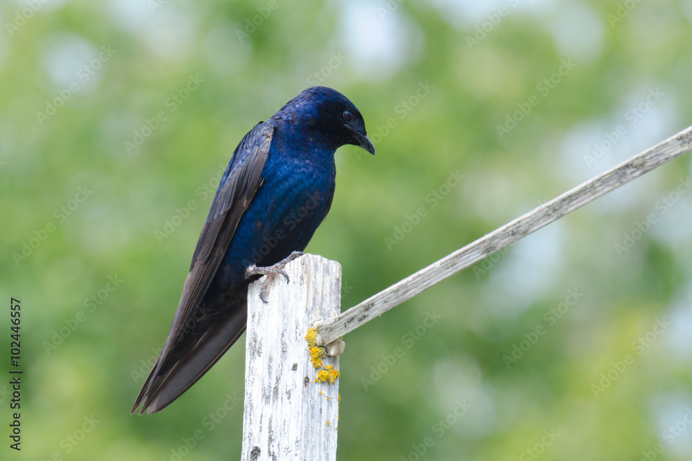 Naklejka premium Male Purple Martin Standing on a Post, British Columbia, Canada