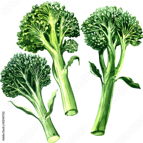 Three green bimi, broccoli isolated, on white background