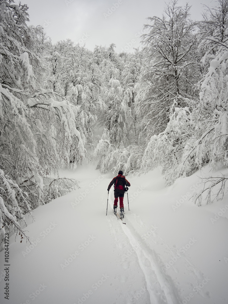 Back view of man ski touring in snowy forest