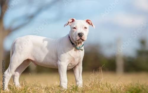 White American Staffordshire terrier puppy standing on grass