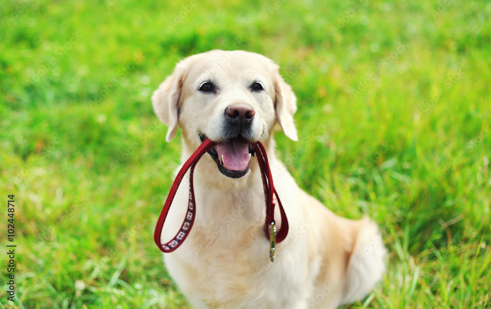 Happy Golden Retriever dog with leash sitting on grass in summer Happy Golden Retriever dog with leash sitting on grass in summer
