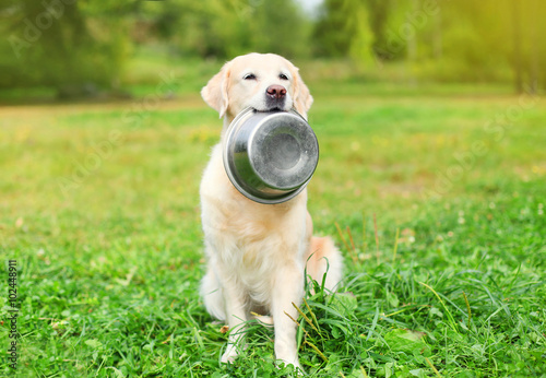 Beautiful Golden Retriever dog holding in teeth a bowl on grass