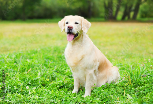 Beautiful happy Golden Retriever dog sitting on grass in summer