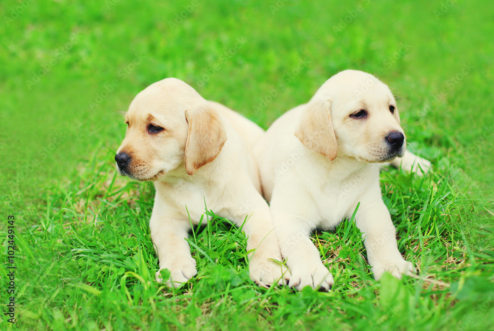 Cute two puppies dogs Labrador Retriever lying together on grass