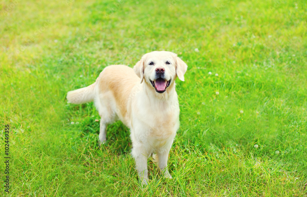Happy Golden Retriever dog on grass in summer day Happy Golden Retriever dog on grass in summer day