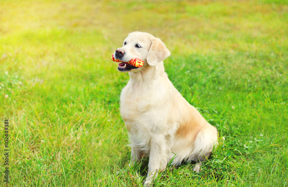 Happy Golden Retriever dog with rubber bone toy on grass in summ Happy Golden Retriever dog with rubber bone toy on grass in summ
