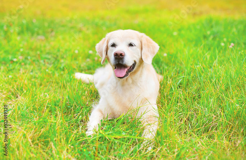 Happy Golden Retriever dog lying on grass in summer day