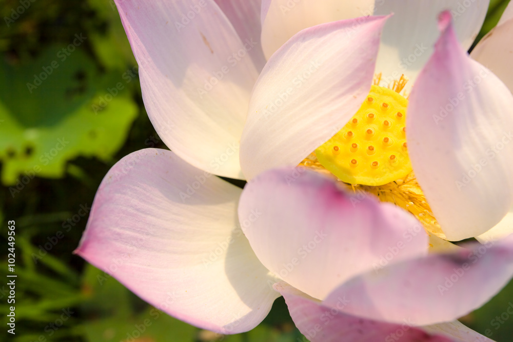 Light falls on a brightly colored lotus flower. Light falls on a brightly colored lotus flower.