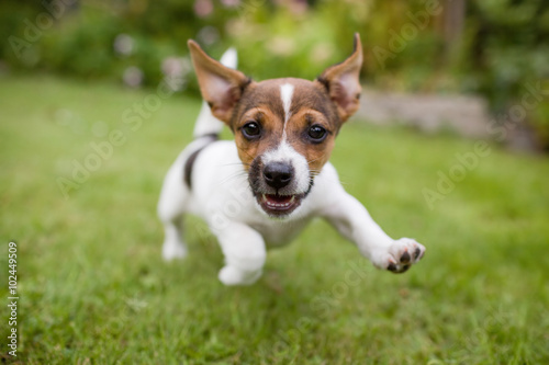 A very happy puppy is running with flappy ears trough a garden with green grass. It almost looks like he can fly. His mouth is open showing his tiny canine teeth.