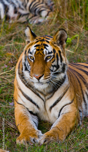 Wild tiger lying on the grass. India. Bandhavgarh National Park. Madhya Pradesh. An excellent illustration.