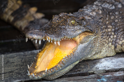 A crocodile is laying with his mouth wide open showing his pointy teeth