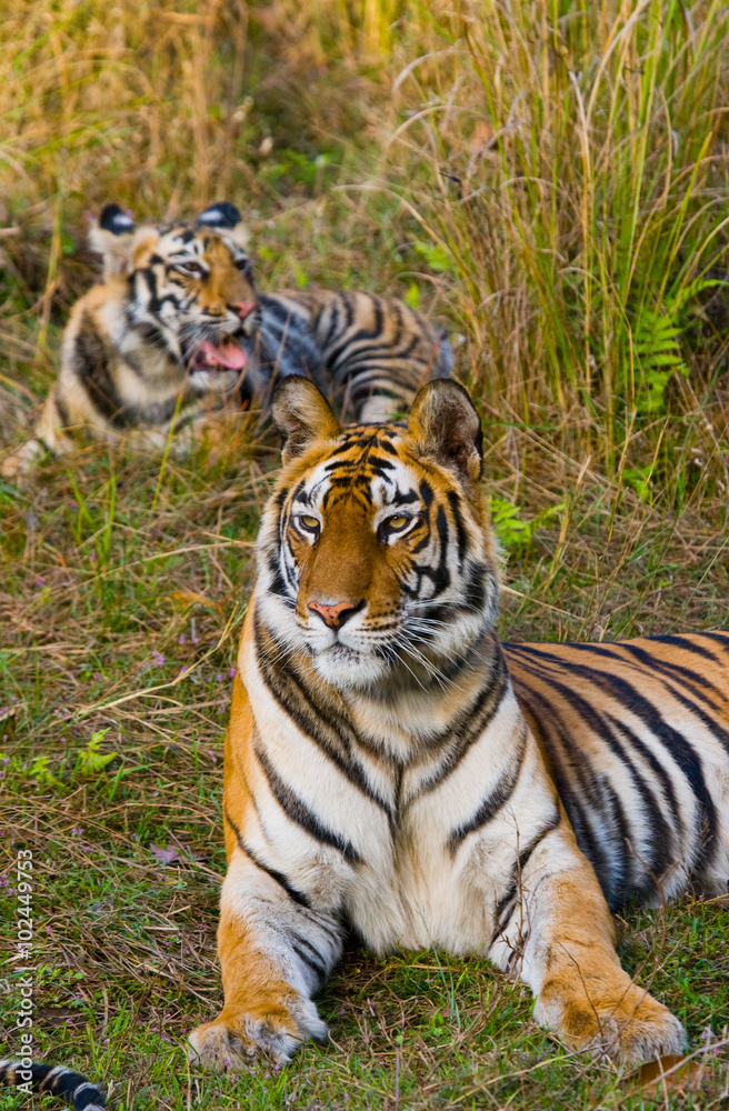 Fototapeta premium Two wild tigers are lying on grass. India. Bandhavgarh National Park. Madhya Pradesh. An excellent illustration.