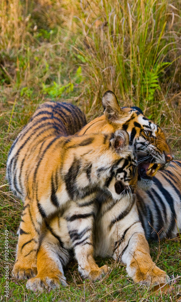 Fototapeta premium Mother and cub wild Bengal tiger in the grass. India. Bandhavgarh National Park. Madhya Pradesh. An excellent illustration.