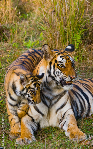 Mother and cub wild Bengal tiger in the grass. India. Bandhavgarh National Park. Madhya Pradesh. An excellent illustration.