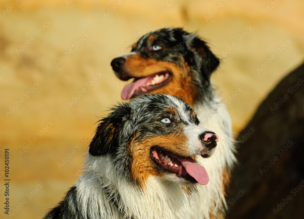 Two Australian Shepherds wet at with natural bluffs in the background