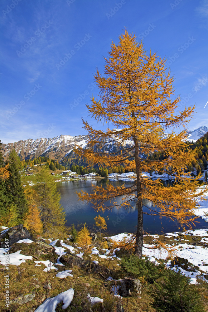  Lärche am Duisitzkarsee