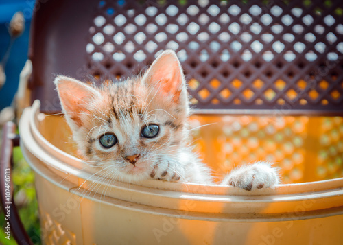 Blue eyes red kitten in basket