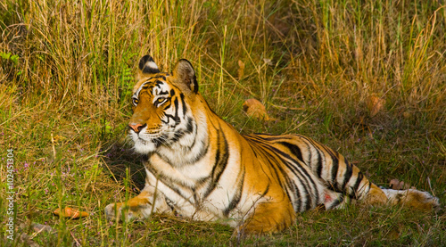 Wild tiger lying on the ground. India. Bandhavgarh National Park. Madhya Pradesh. An excellent illustration.