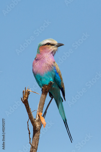 Lilac-breasted roller (Coracias caudatus), Kruger Park, South Africa