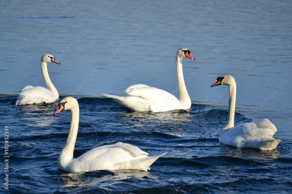 Obraz premium Dancing swans