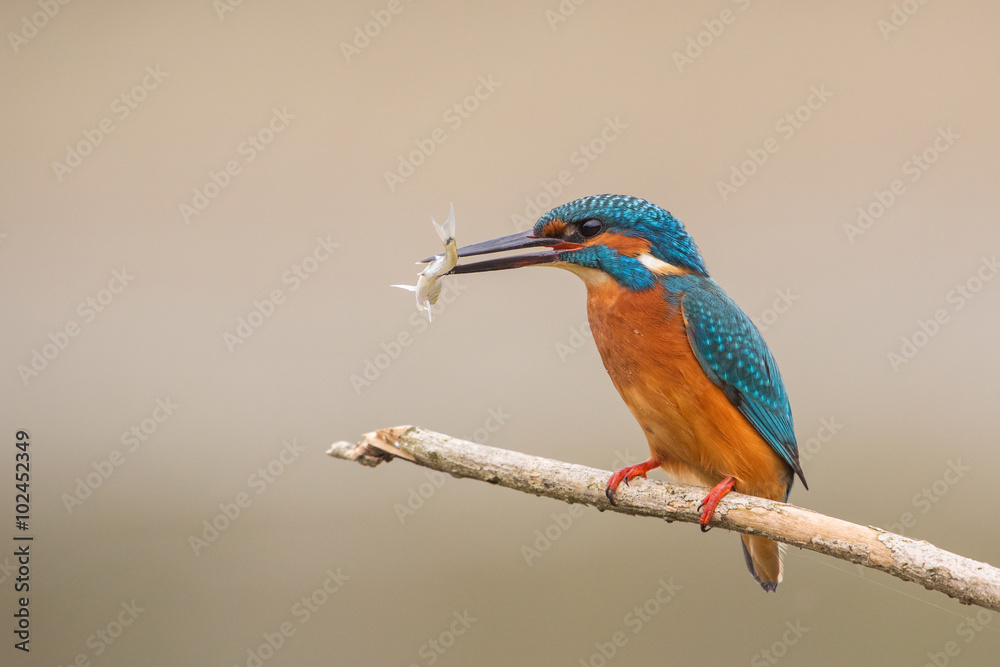 Kingfisher (Alcedo atthis) with fish, Italy Kingfisher (Alcedo atthis) with fish, Italy