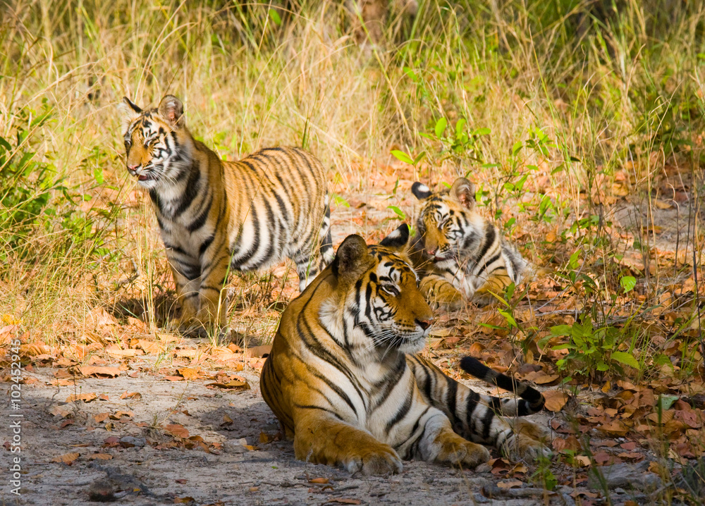 Obraz premium Three wild tiger in the jungle. India. Bandhavgarh National Park. Madhya Pradesh. An excellent illustration.