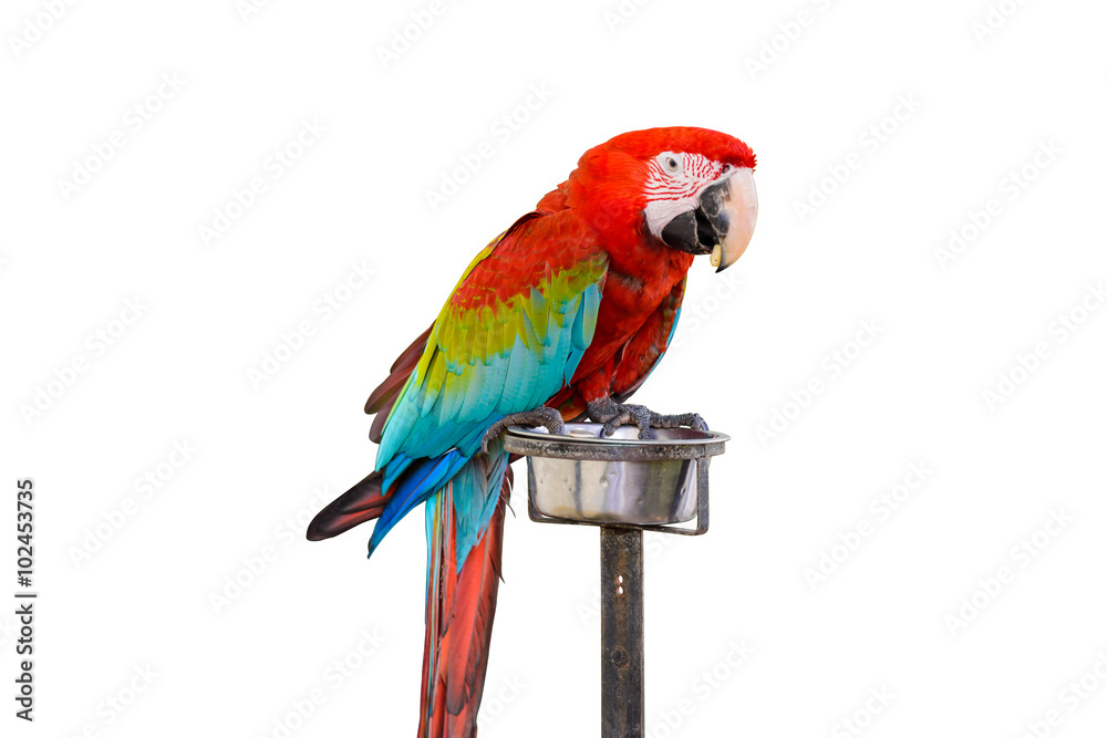Colorful Red-and-green Macaw bird isolated