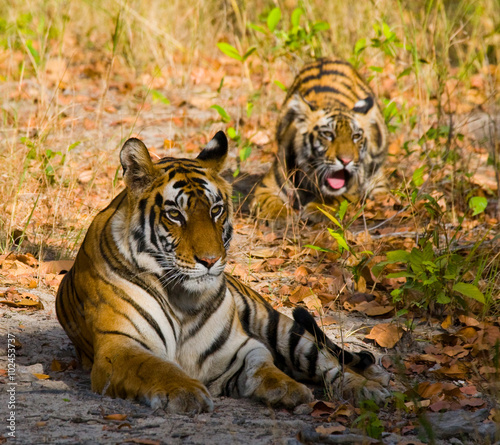 Two wild tiger in the jungle. India. Bandhavgarh National Park. Madhya Pradesh. An excellent illustration.