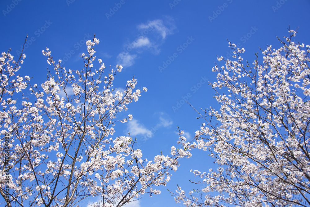 桜 / cherry blossom