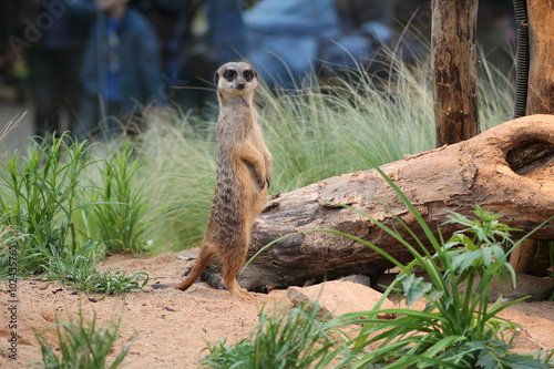 Meerkat standing on the stone