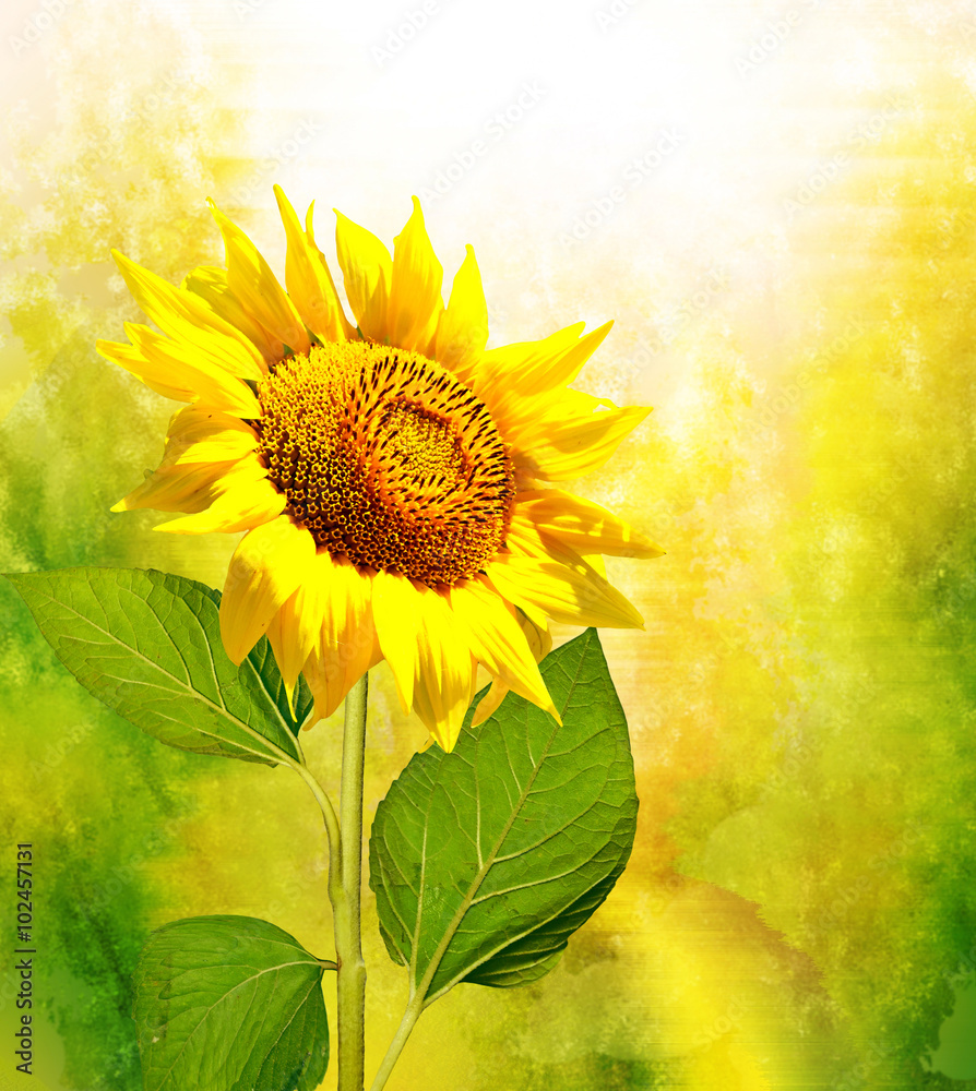 Naklejka premium Beautiful sunflower field in summer