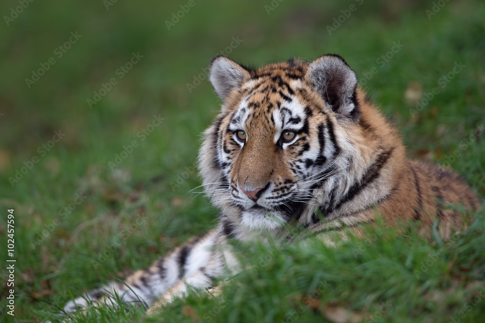 Siberian Tiger Cub (Panthera Tigris Altaica)/Siberian Tiger Cub resting in long green grass Siberian Tiger Cub (Panthera Tigris Altaica)/Siberian Tiger Cub resting in long green grass