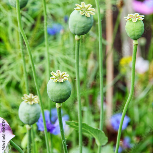 Green opium poppy heads on field.