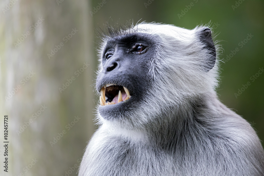 Fototapeta premium Hanuman Langur