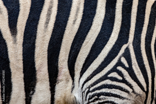 Stripes of a Zebra