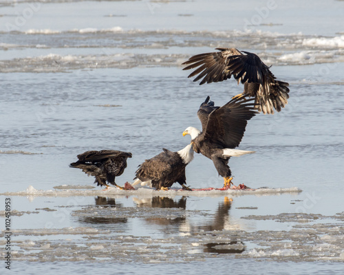 Bald Eagles on ice