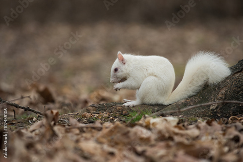 White squirrel in Olney City Park
