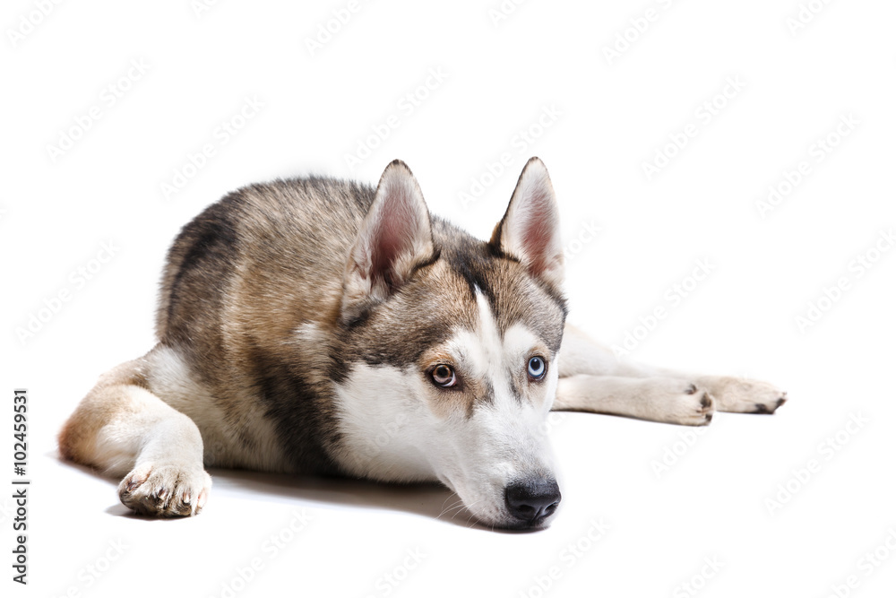 Dog breed Siberian Husky on a white background Dog breed Siberian Husky on a white background