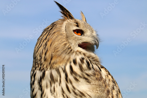 The western Siberian eagle-owl